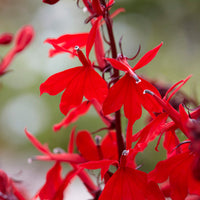Lobelia 'Queen Victoria' - Lobelia queen victoria - Bakker