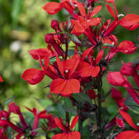 Lobelia queen victoria - Lobelia 'Queen Victoria' - Vaste planten