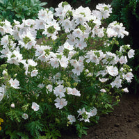 Malva moschata alba - Kaasjeskruid 'Alba' (x3) - Malve