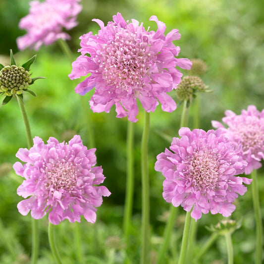 Druifkruid 'Pink Mist' - Bakker