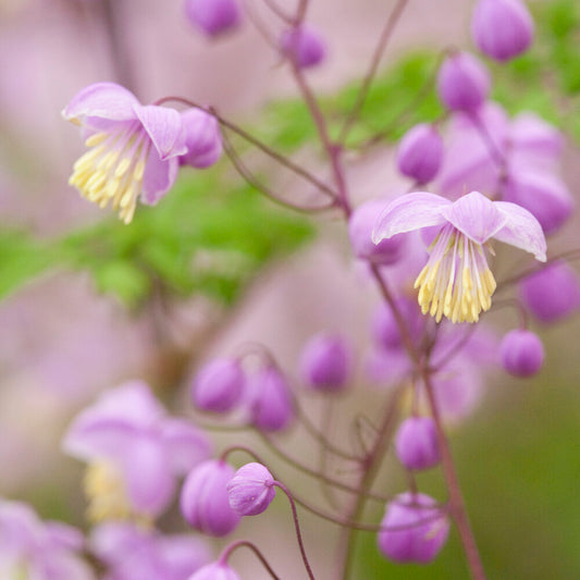 Chinese ruit - Bakker