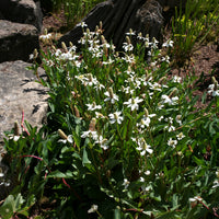 Californische Anemopsis - Bakker
