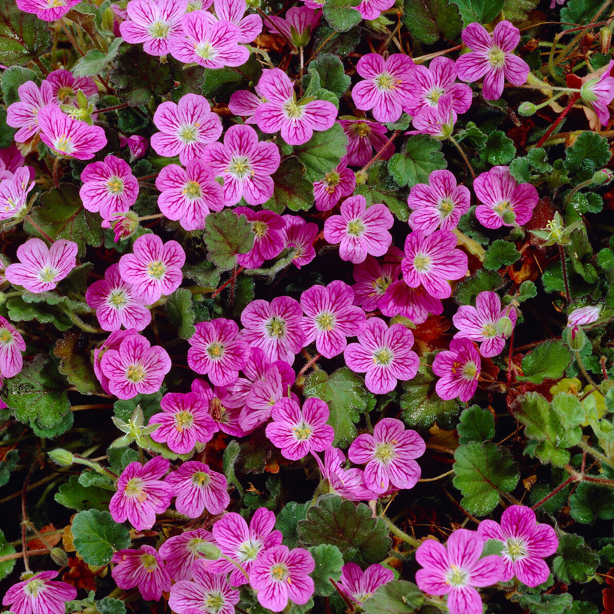 Reigersbek 'Bishopsform' - Bakker