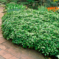 Vaste planten - Schaduwkruid 'Green Garpet' (x3) - Pachysandra terminalis Green Carpet
