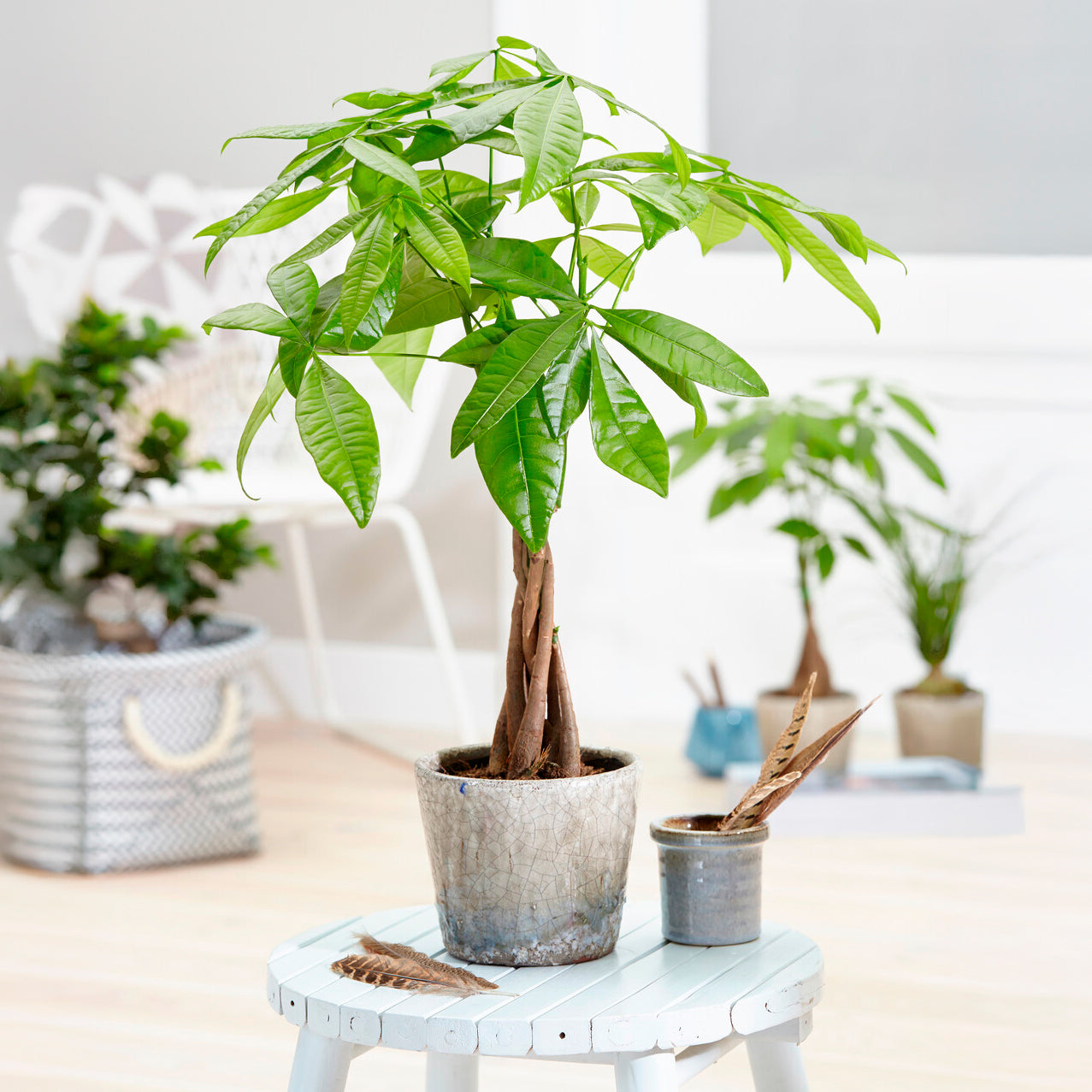 Geldboom 17cm pot - Bakker