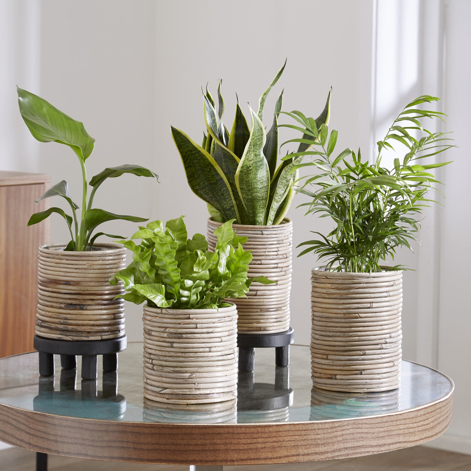 Makkelijke kamerplanten Mix - groen (x4) - Bakker