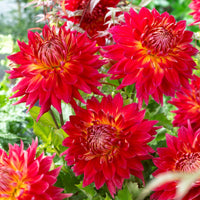 Dahlia 'Manhattan Island', 'Summerflame', 'Kiev' - Dahlia - Mix (x5) - Dahlia 