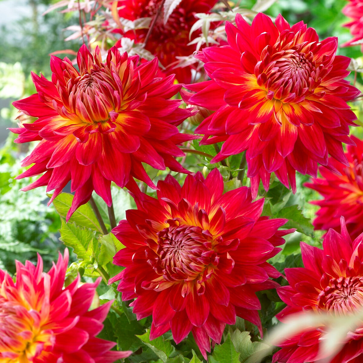 Dahlia 'Manhattan Island', 'Summerflame', 'Kiev' - Dahlia - Mix (x5) - Dahlia 