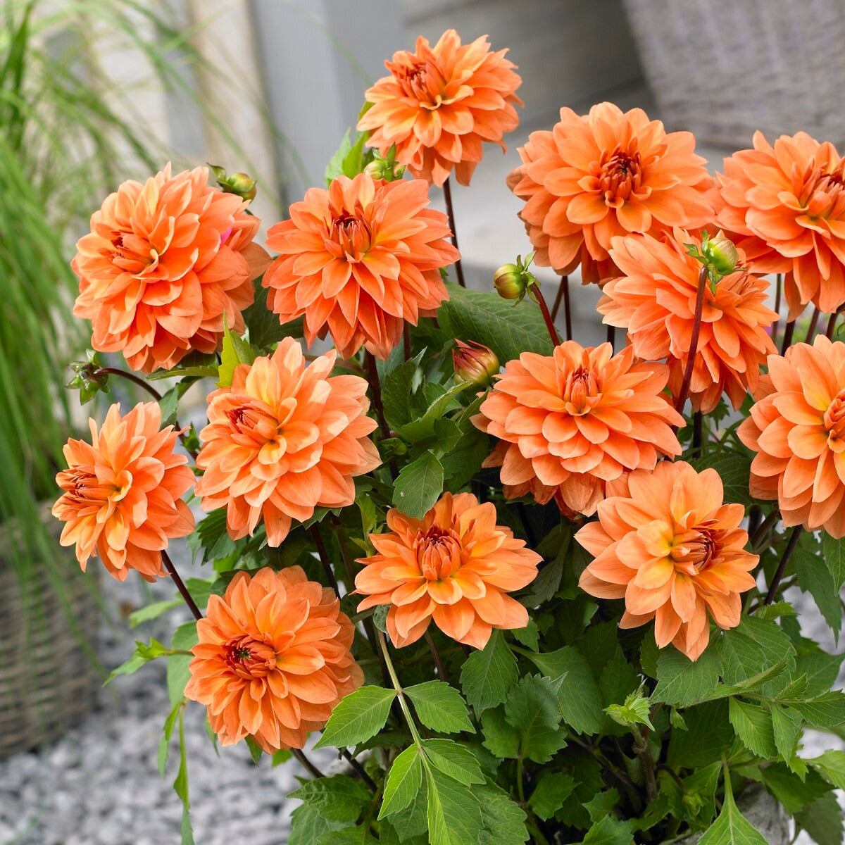 Dahlia - Mix (x5) - Dahlia 'Manhattan Island', 'Summerflame', 'Kiev' - Bakker