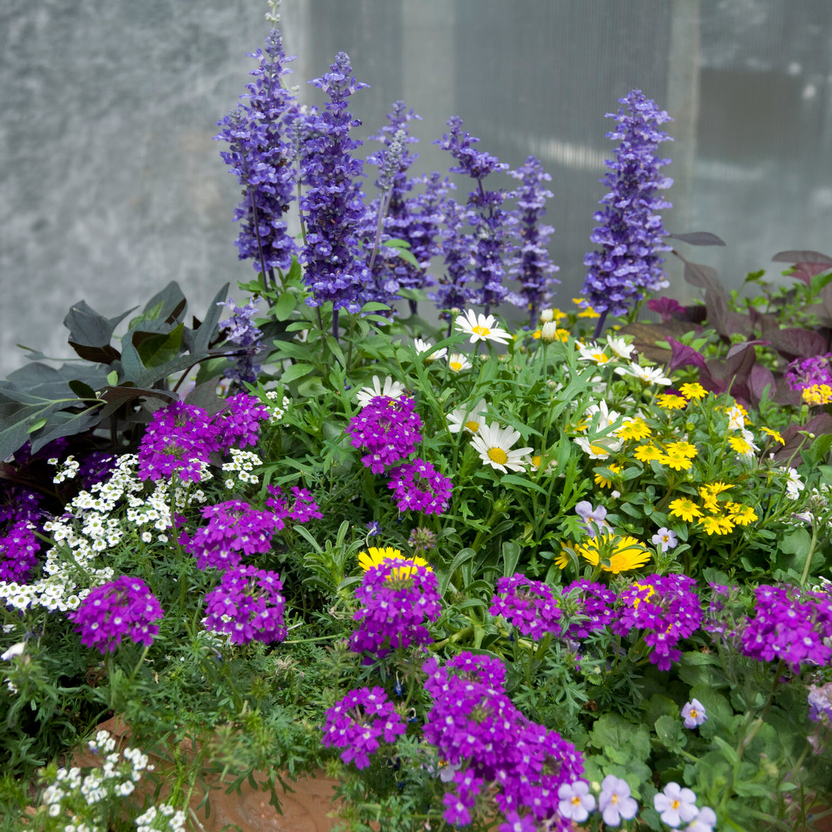 Tuinplanten - Mix 'Bee Friendly' (x3)