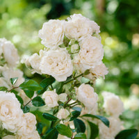 Roos 'Crystal Fairy' - Rosa crystal fairy ® - Bakker