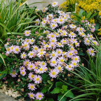 Aster ageratoides Stardust - Herfstaster 'Stardust' (x3) - Aster
