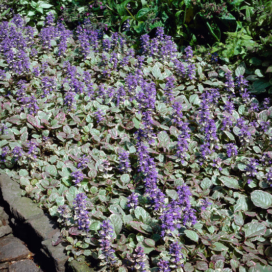 Kruipend zenegroen Burgundy Glow - Bakker