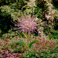 Sierui Allium schubertii (x5) - Bakker