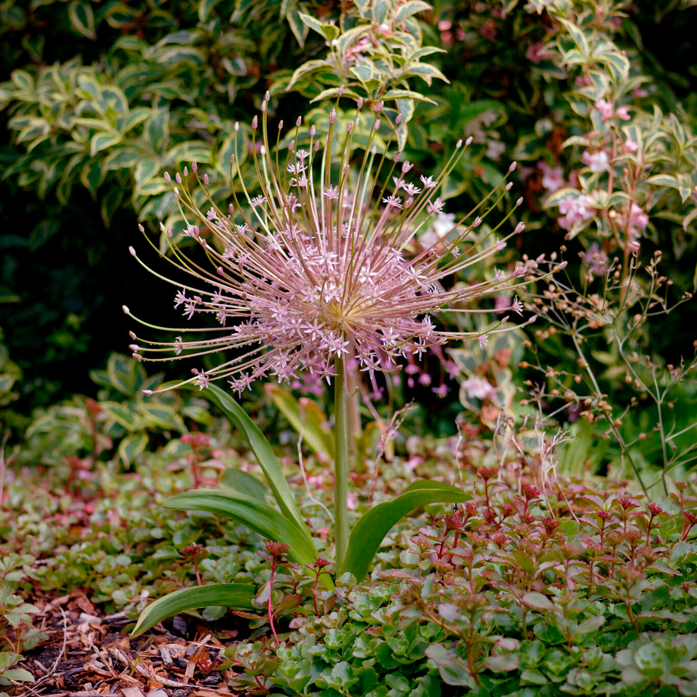 Sierui Allium schubertii (x5) - Bakker