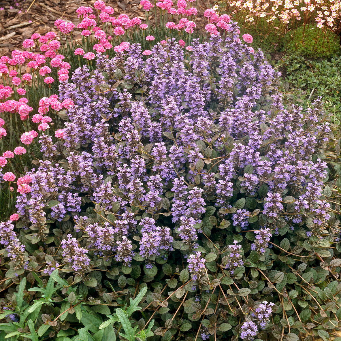 Zenegroen - Kruipend zenegroen 'Atropurpurea' - Ajuga reptans Atropurpurea