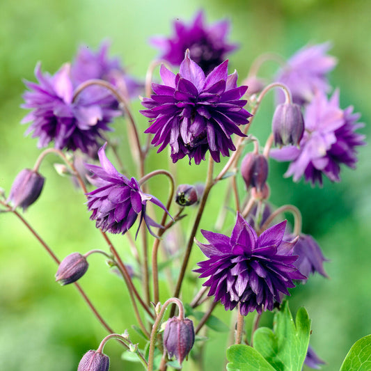 Akelei 'Blue Barlow' - Bakker