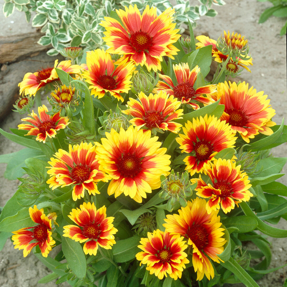 Vaste planten - Kokardenbloem 'Kobold' - Gaillardia aristata Kobold
