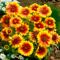 Rudbeckia Cherry Brandy, Gaillardia Kobold, Leucanthemum Banana Cream - Zonnehoed, Kokardebloem, Margriet (x6) - Bloeiende vaste planten