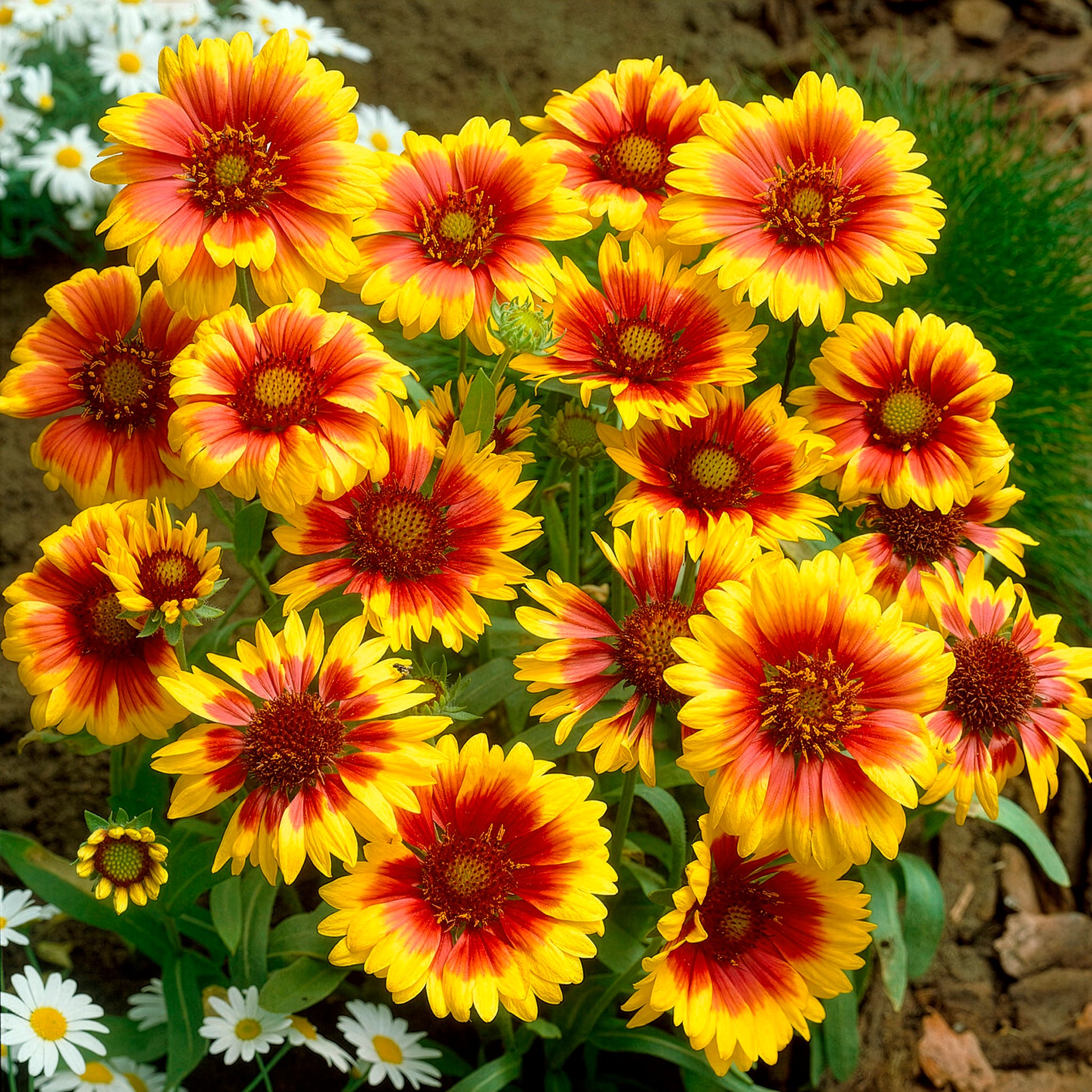 Rudbeckia Cherry Brandy, Gaillardia Kobold, Leucanthemum Banana Cream - Zonnehoed, Kokardebloem, Margriet (x6) - Bloeiende vaste planten