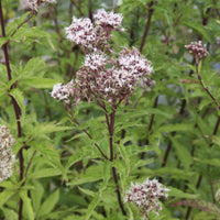 Koninginnekruid - Eupatorium cannabinum - Bakker