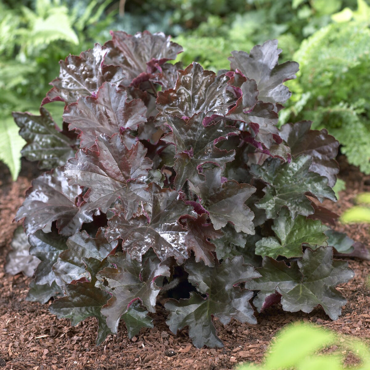 Purperklokjes 'Palace Purple' - Bakker