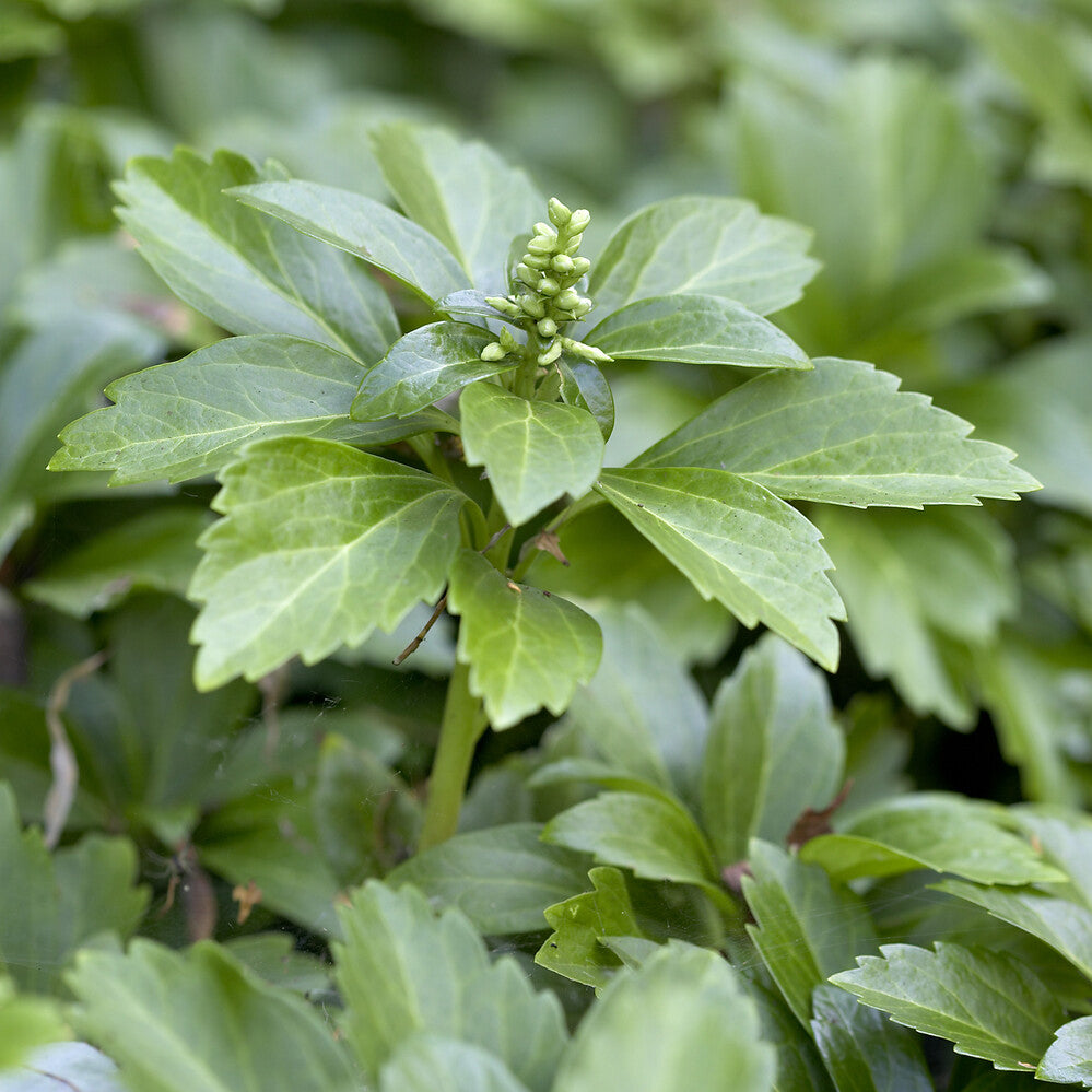 Pachysandra terminalis - Schaduwkruid - Vaste planten