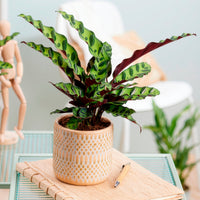 Calathea insignis - Pauwenplant 'Insigne' - Calathea