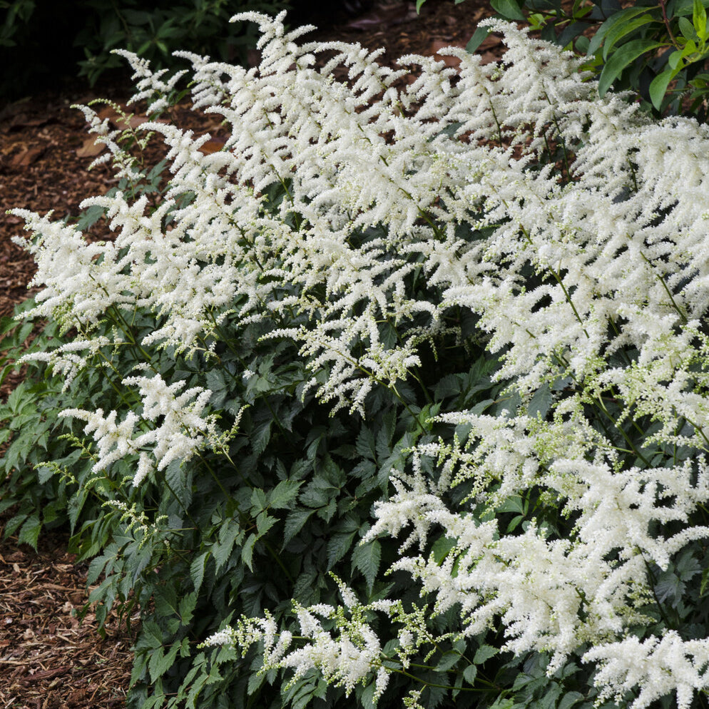 Verkoop Pluimspirea 'Brautschleier' - Astilbe x arendsii Brautschleier