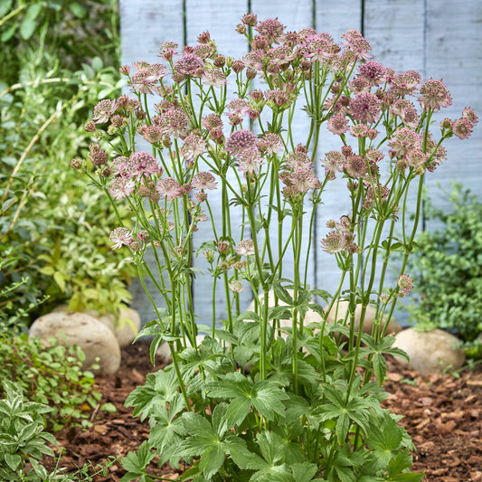 Zeeuws knoopje 'Roma' - Bakker
