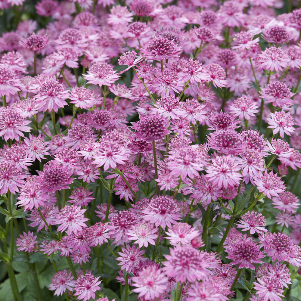 Astrantia - Zeeuws knoopje 'Roma' - Astrantia major Roma