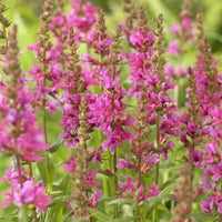 Grote kattenstaart 'Robert' - Lythrum salicaria Robert - Bakker