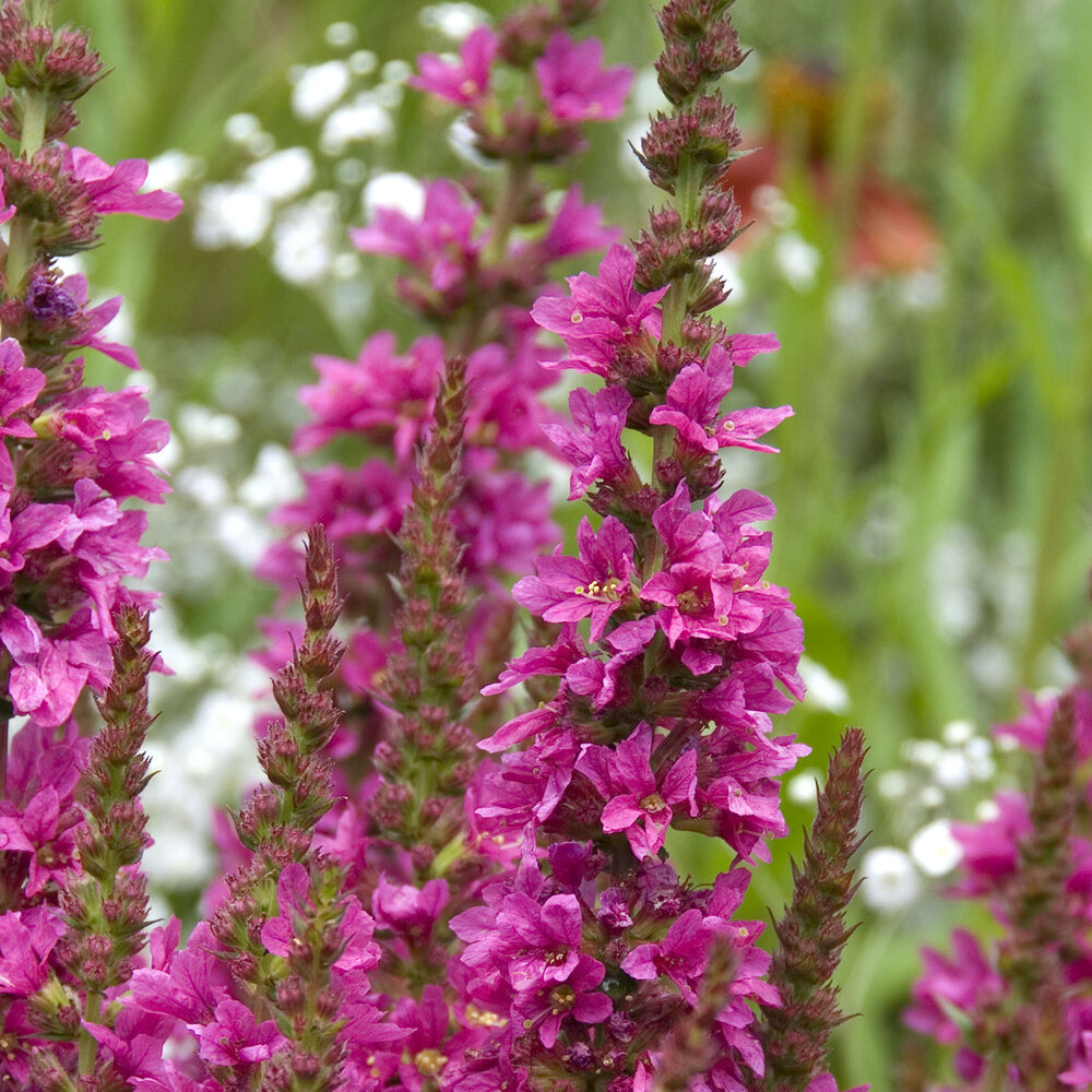 Verkoop Grote kattenstaart 'Robert' - Lythrum salicaria Robert