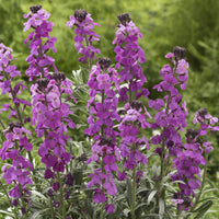  - Muurbloem 'Bowles Mauve' - Erysimum linifolium Bowles Mauve