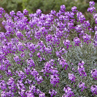 Verkoop Muurbloem 'Bowles Mauve'