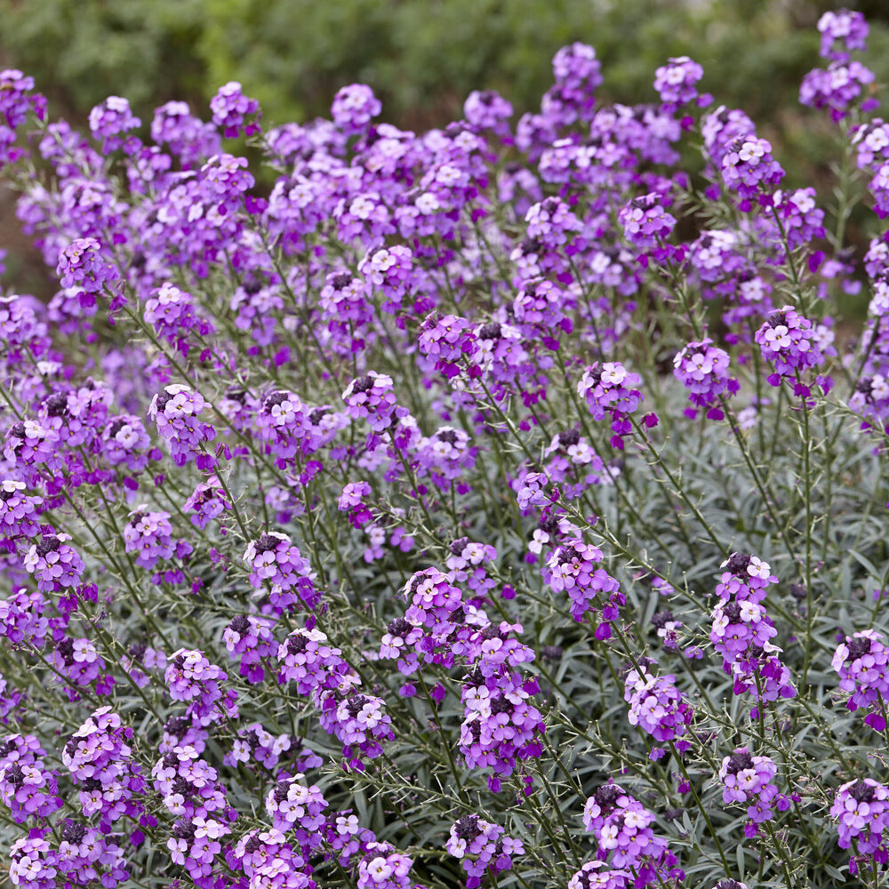 Verkoop Muurbloem 'Bowles Mauve'