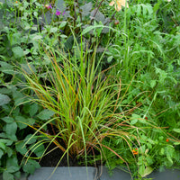 Stipa arundinacea - Vedergras arundinacea - Stipa
