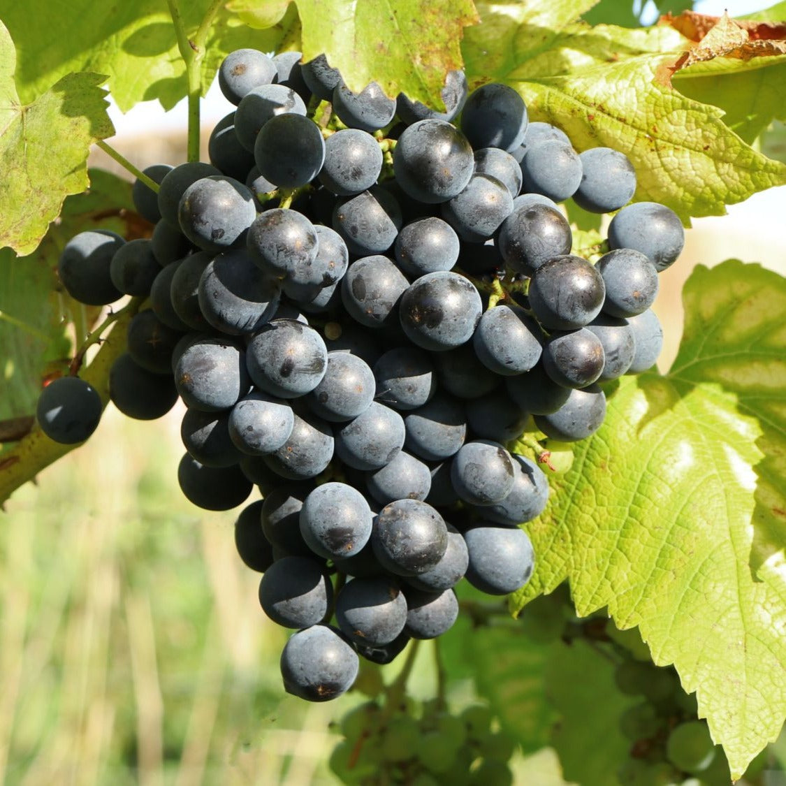 Blauwe muskaatdruif - Bakker
