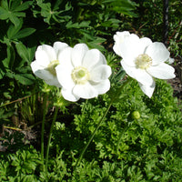 Anemonen coronaria The Bride