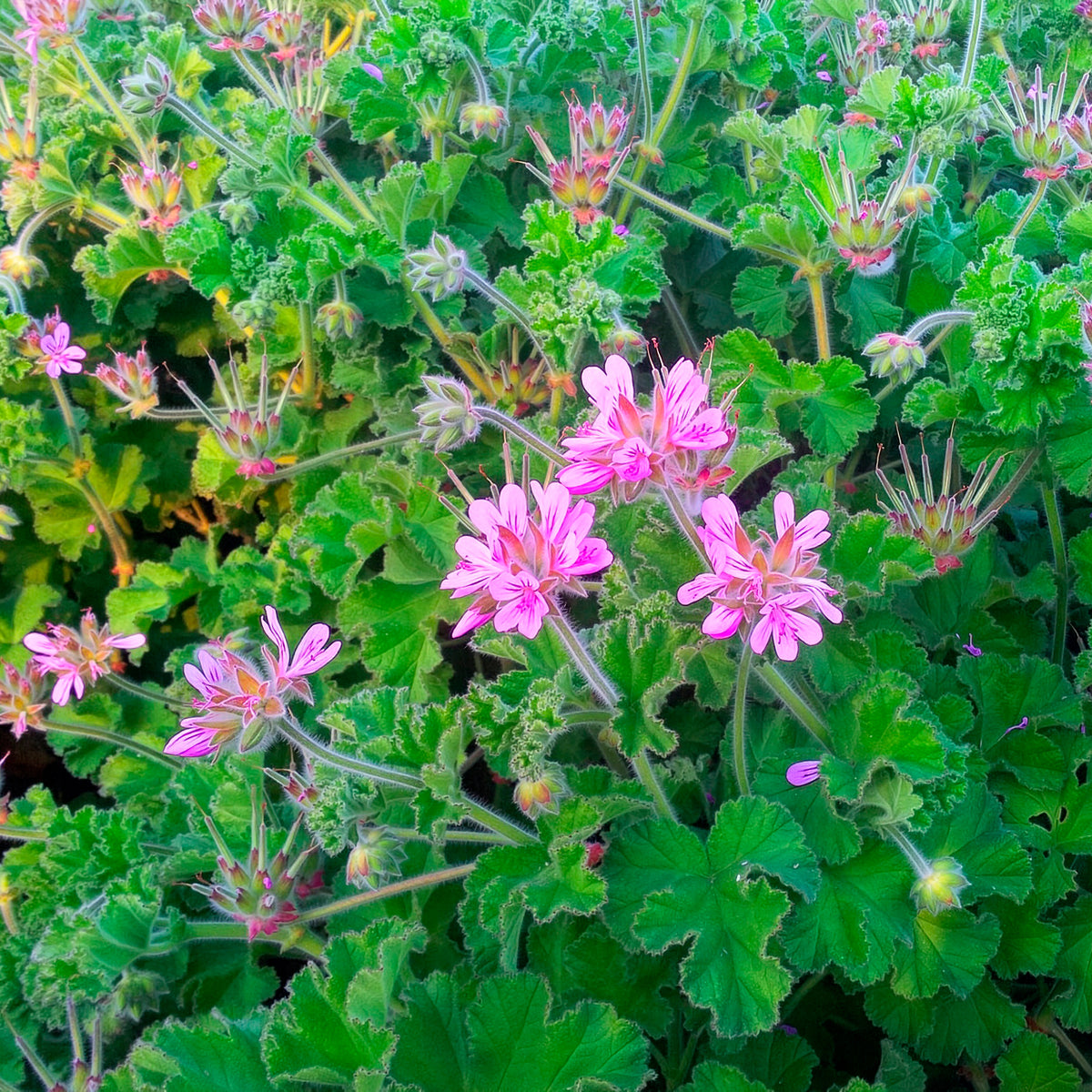 Geranium Capitatum - Pelargonium capitatum - Bakker