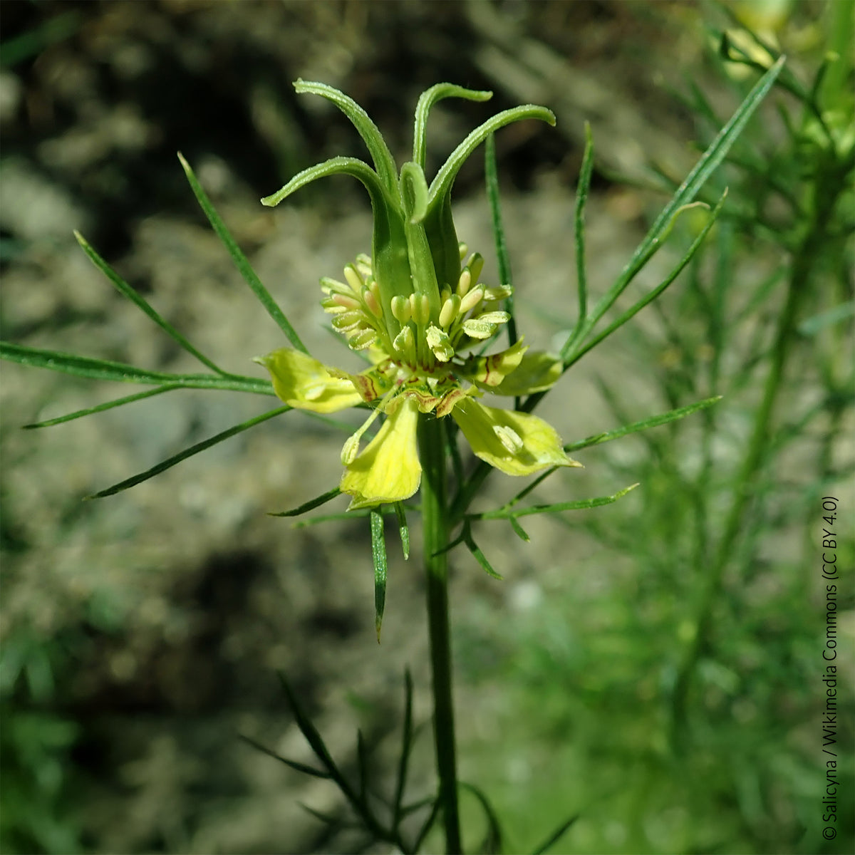 Juffertje-in-het-groen Transformer - Nigella orientalis Transformer - Bakker