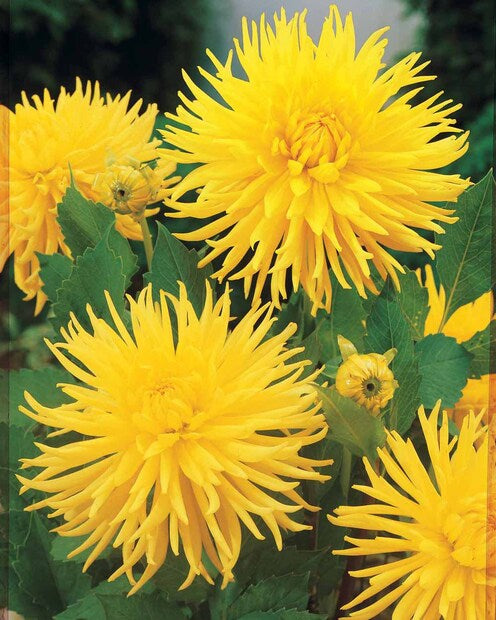 Cactus Dahlias 'Yellow Happiness' - Dahlia yellow happiness - Bloembollen