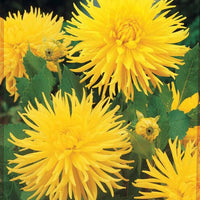Cactus Dahlias 'Yellow Happiness' - Dahlia yellow happiness - Dahlia's