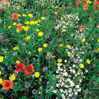 Wilde bloemenmix - maxi-pack