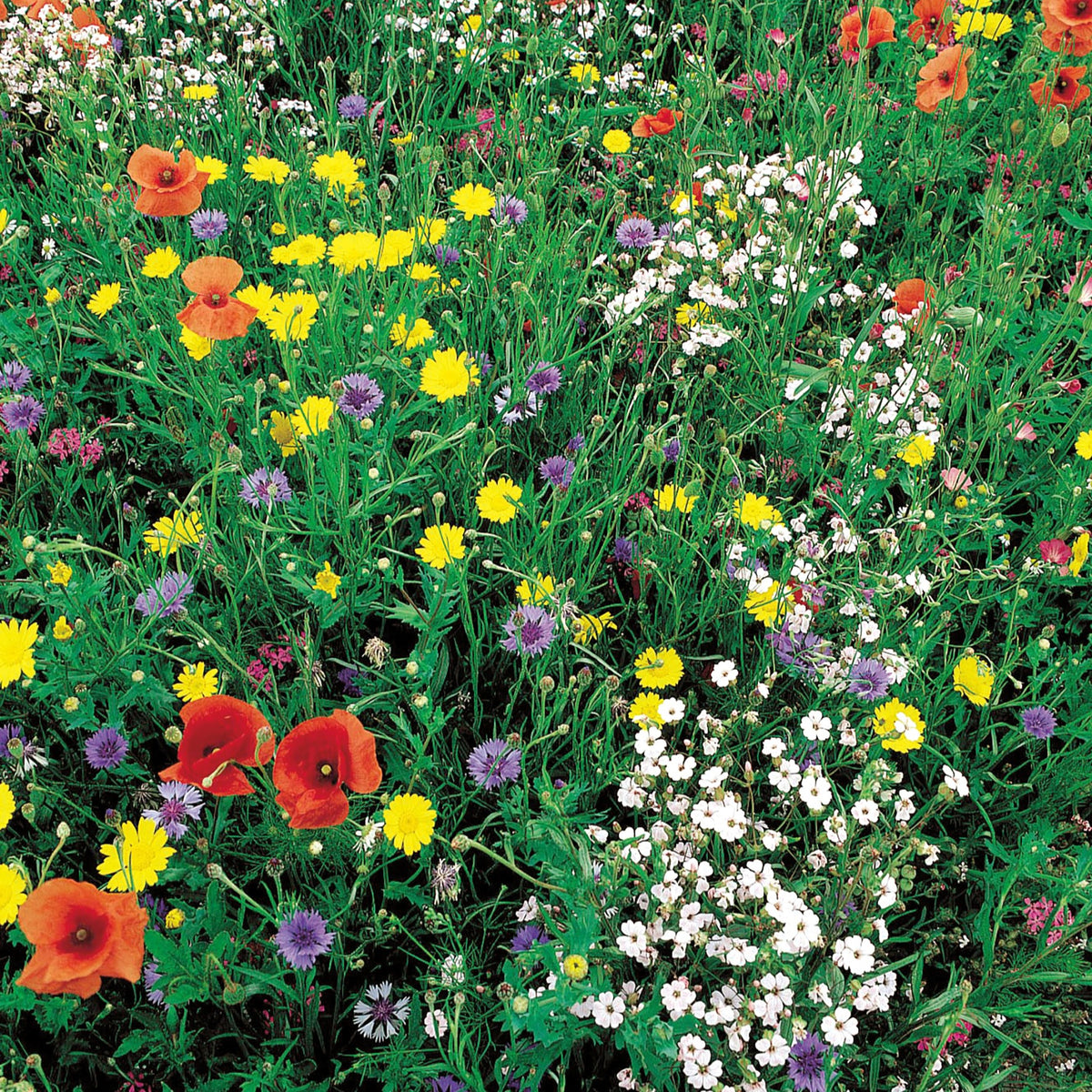 Wilde bloemenmix - maxi-pack - Bakker