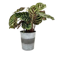 Zinc Bucket - Bakker