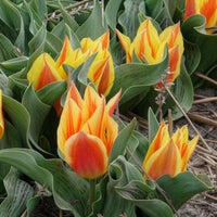 Tulpen - Tulpen Winnipeg (x10) - Tulipa Winnipeg