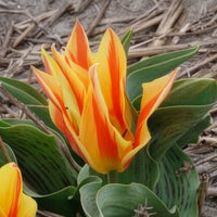 Verkoop Tulpen Winnipeg (x10) - Tulipa Winnipeg