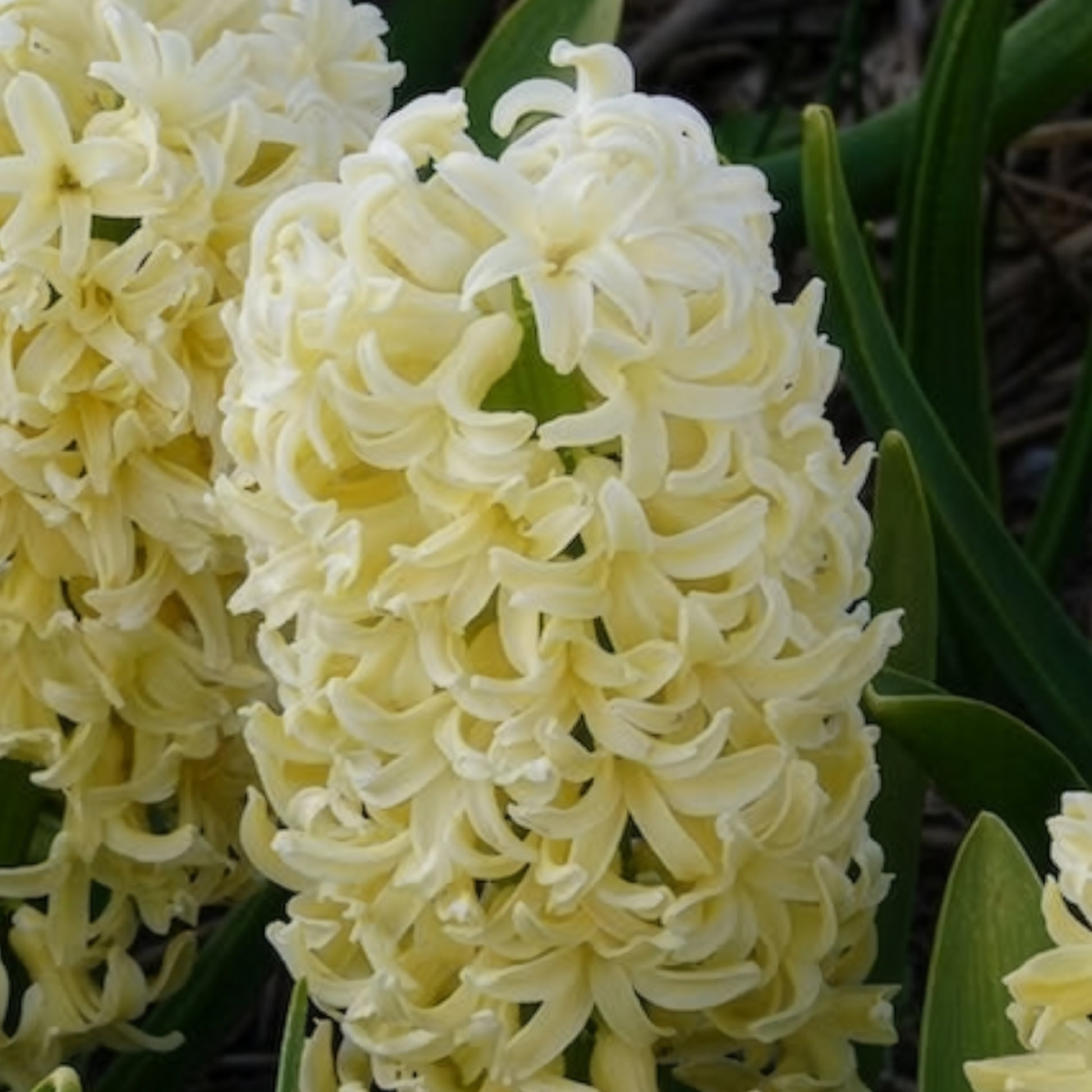 Verkoop Hyacinthen 'City of Haarlem' (x6) - Hyacintus orientalis city of haarlem