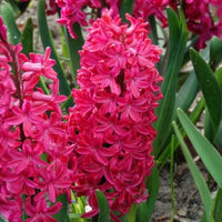 Hyacinthen 'Jan Bos' (x6) - Hyacint - Bakker